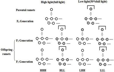 Effects of Transgenerational Plasticity on Morphological and Physiological Properties of Stoloniferous Herb Centella asiatica Subjected to High/Low Light